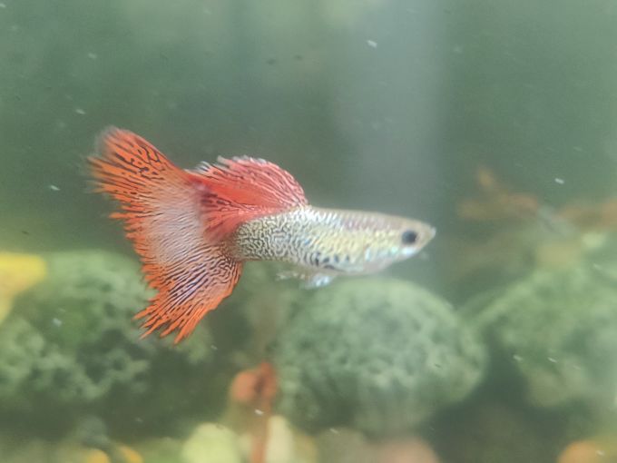 鱼龟虾饲料