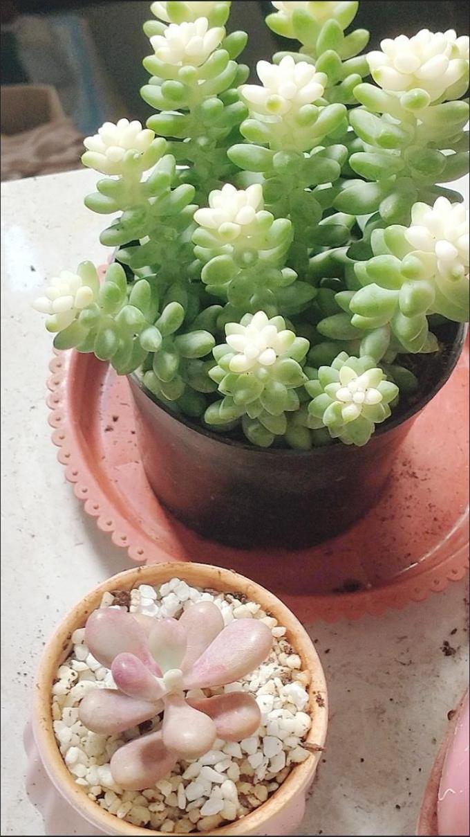 奶油玉坠彩虹新玉缀锦多肉植物来啦