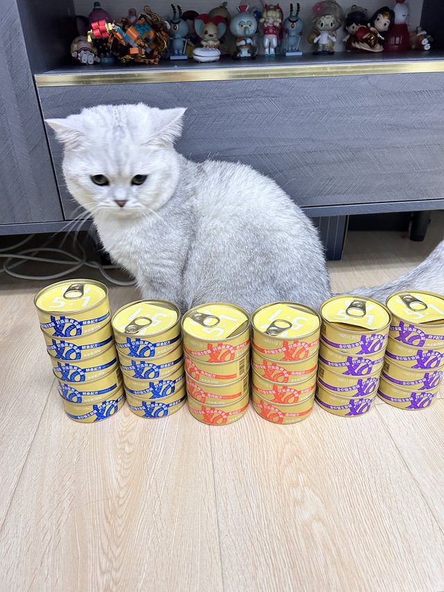 让我看看还有谁家小猫咪没吃黄金罐呢