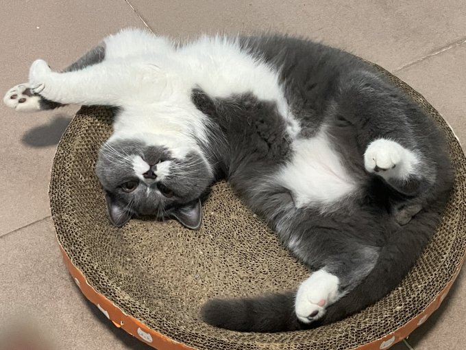百宠日记猫玩具