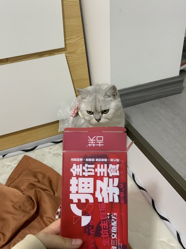 猫条应该怎么选？听听养猫大户怎么说。
