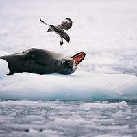 去南极旅行，到底能看到哪些动物？