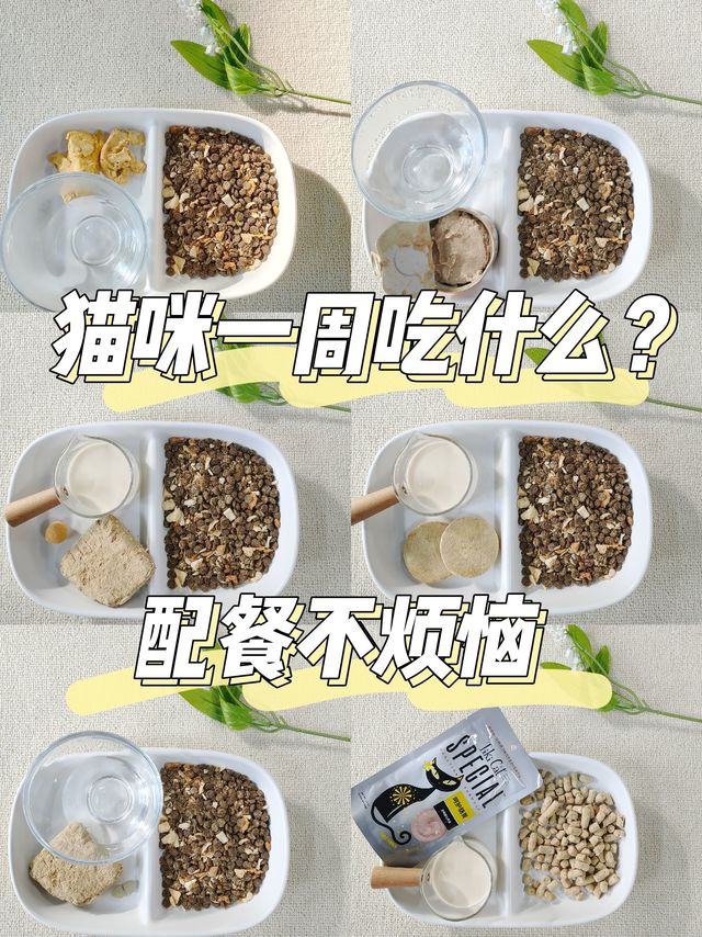 猫咪一周吃什么？配餐不烦恼