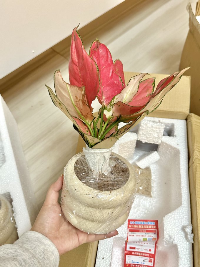 盆栽