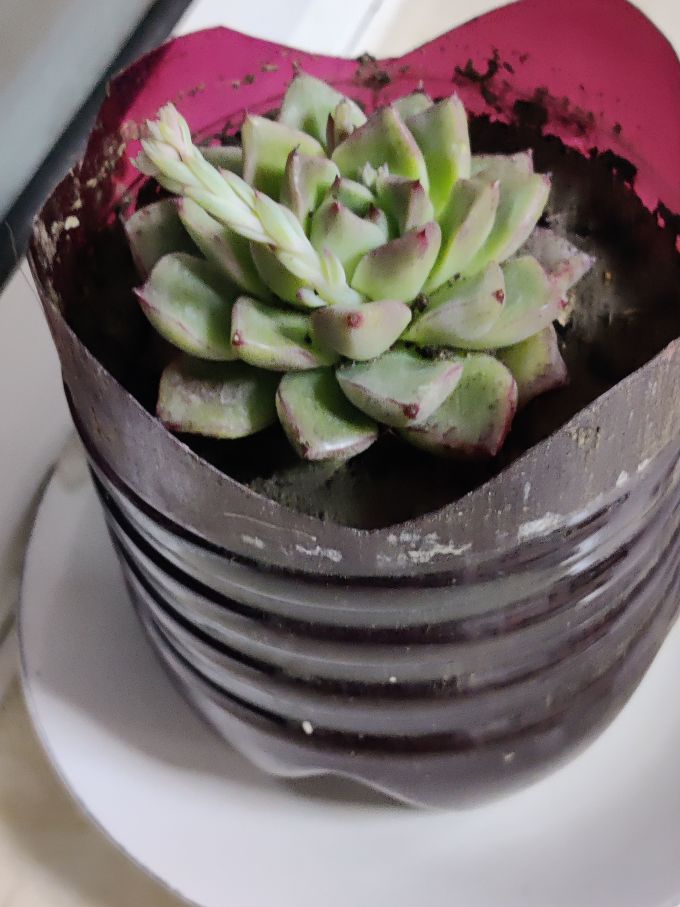 盆栽