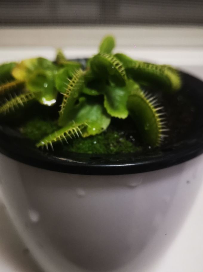 盆栽