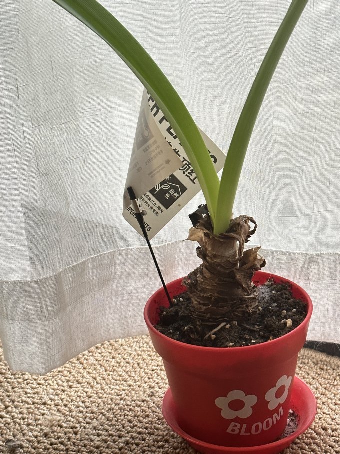 超级植物盆栽