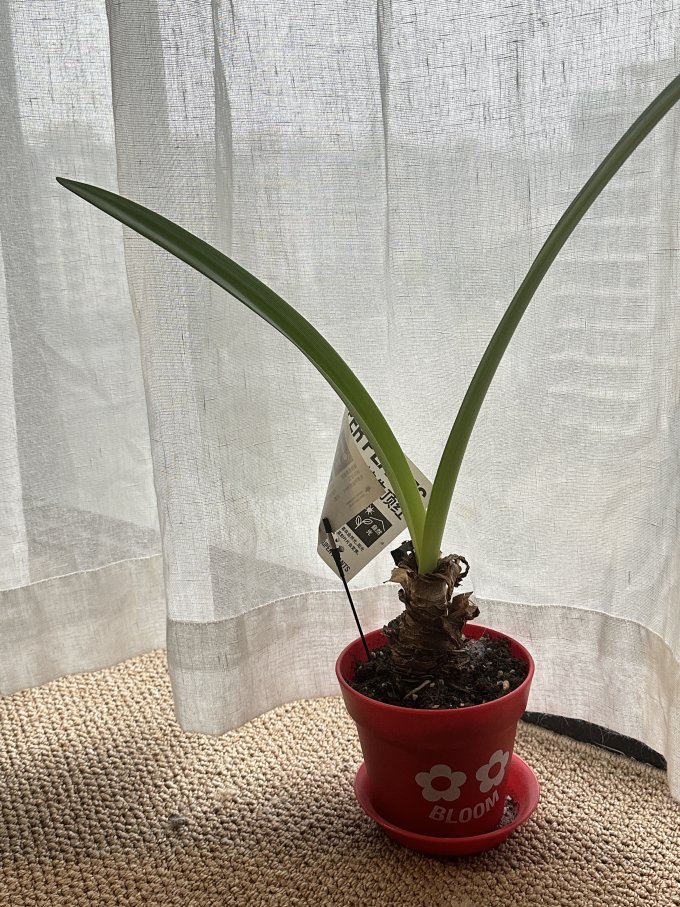 超级植物盆栽