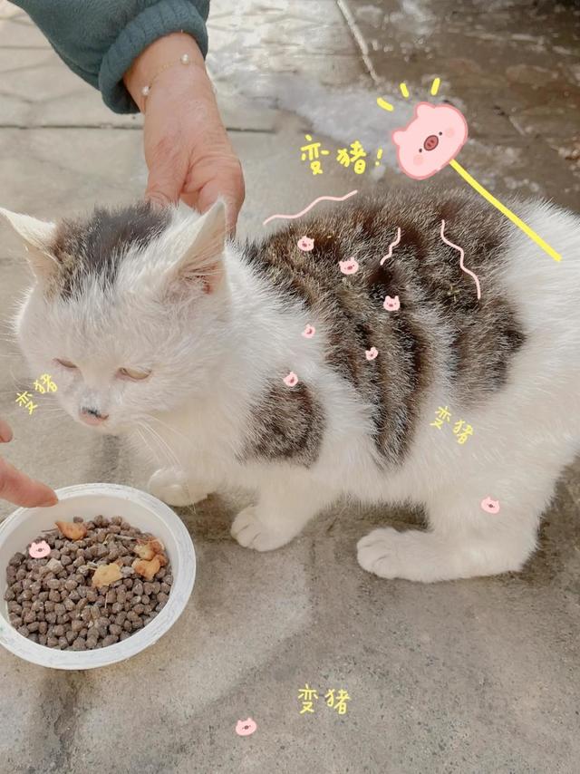 天天只喜欢埋头干饭 