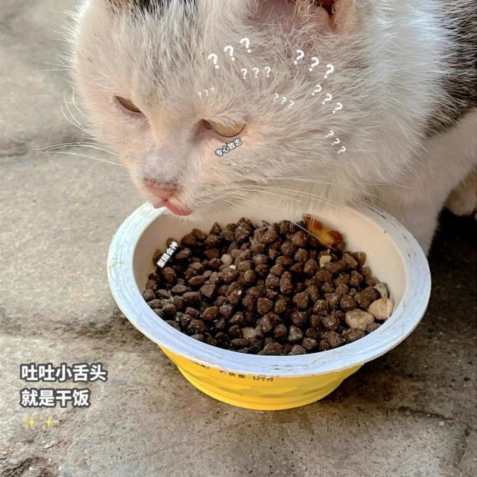 猫咪干粮