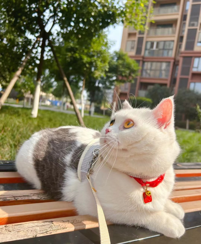 猫咪