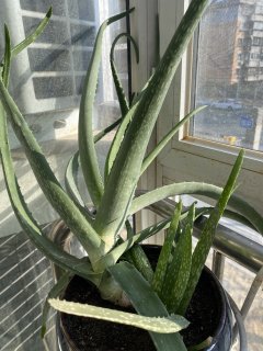 买一盆芦荟，把它养大吧