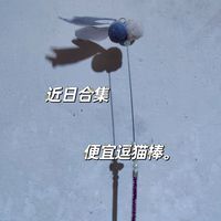 没有一个小猫宝宝可以拒绝逗猫棒