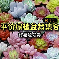 平价绿植盆栽集合，好看还好养，值友们也可以买来养养哦