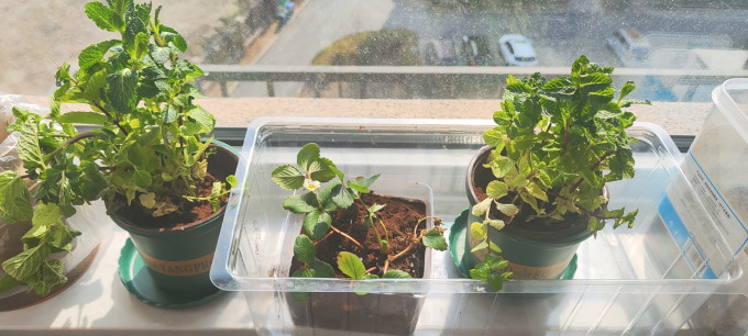 鲜花绿植