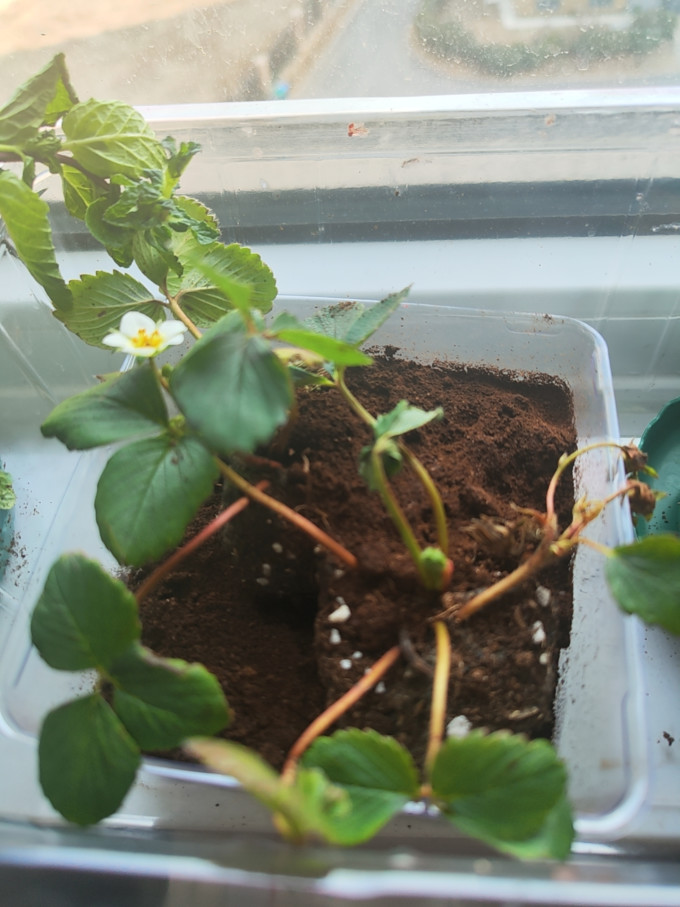 鲜花绿植