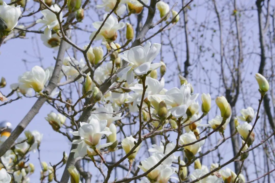 2023丰台消费季丨春日美景➕给力优惠,双重buff,快去享受你的烟花三月~