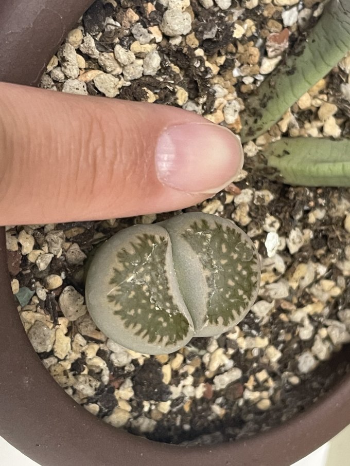 菜多美鲜花绿植
