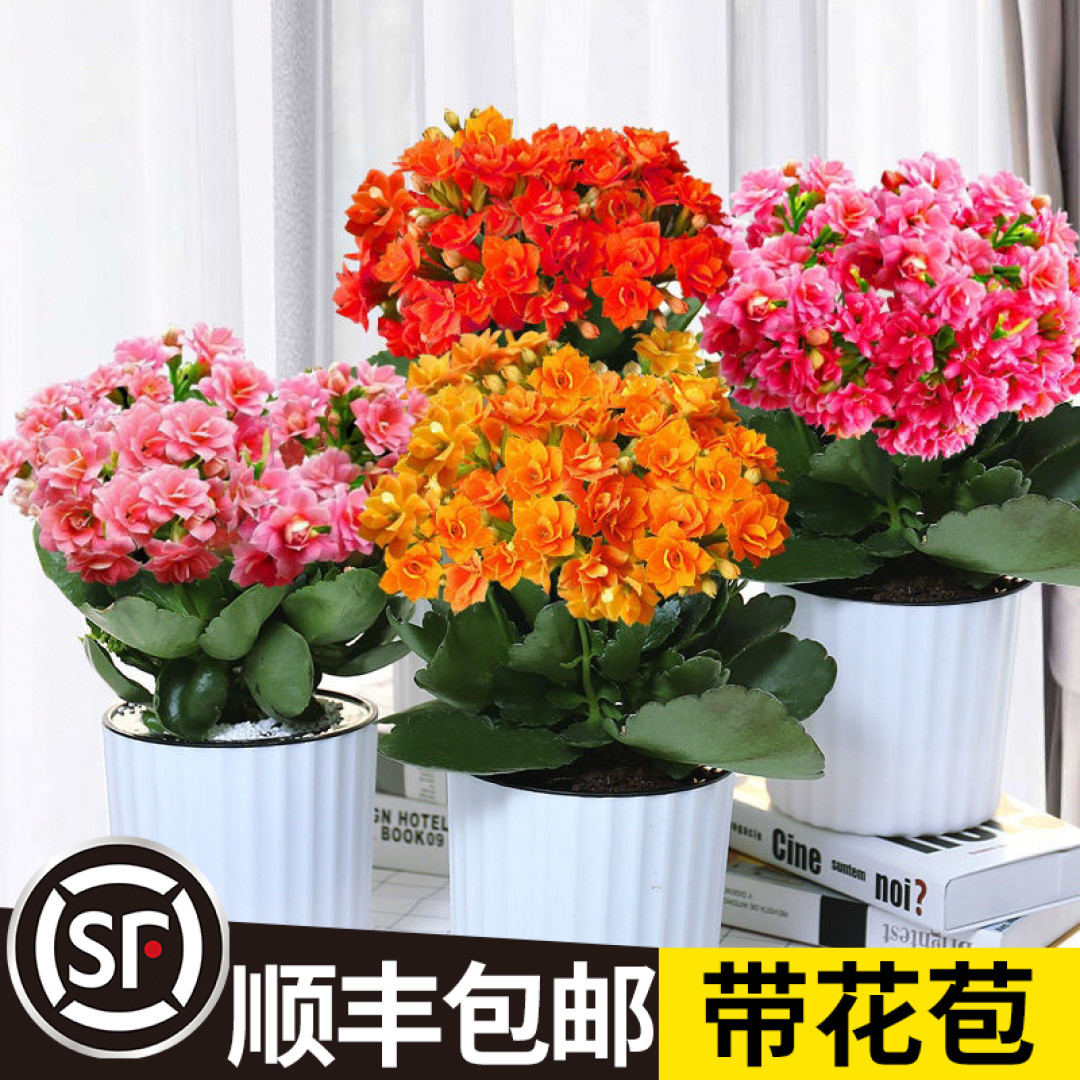 长寿花:一个枝条,就是一片春天