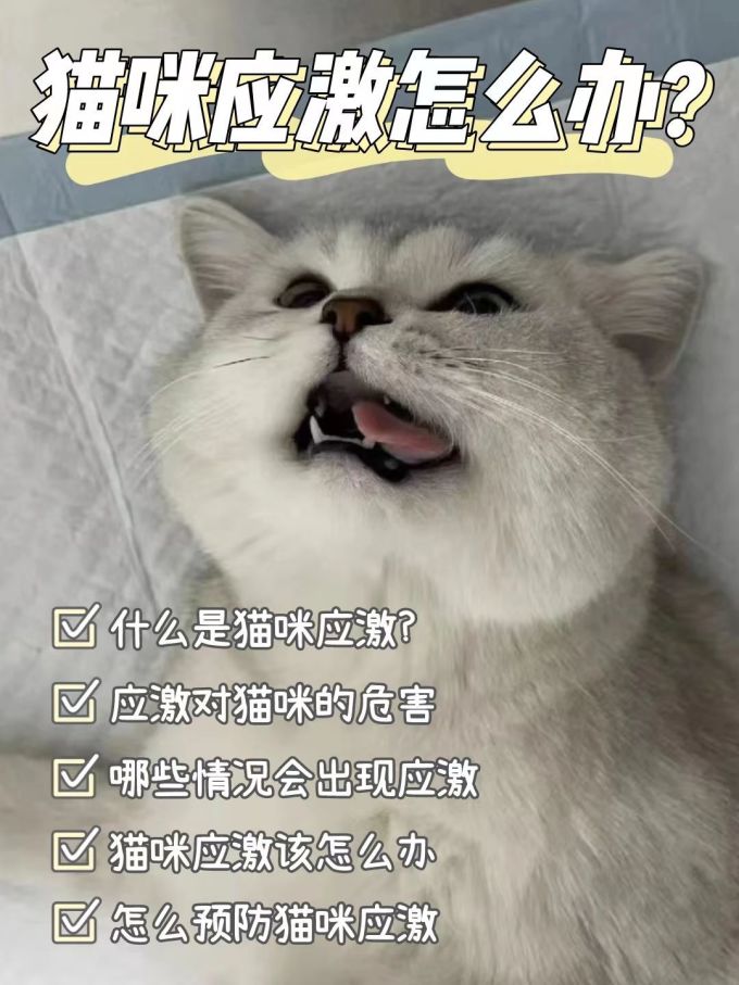 猫咪