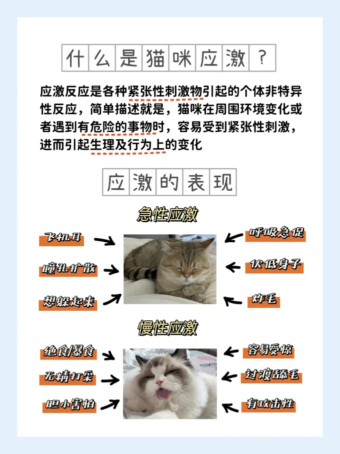 猫咪
