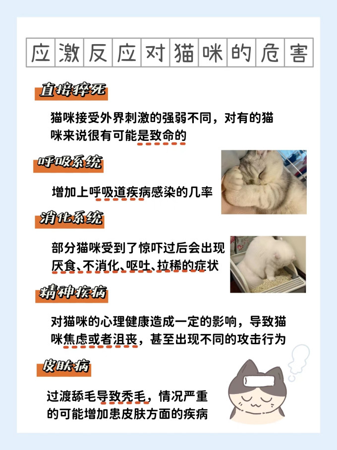 猫咪