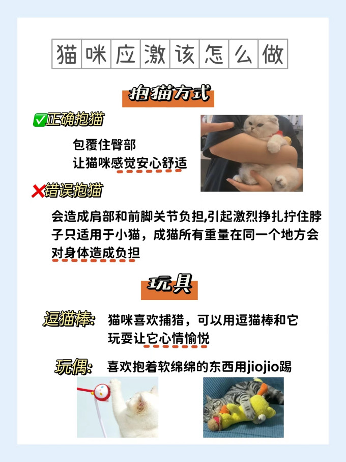 猫咪