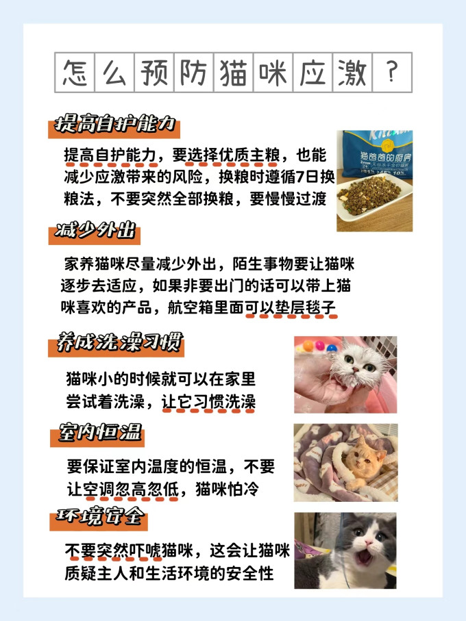 猫咪