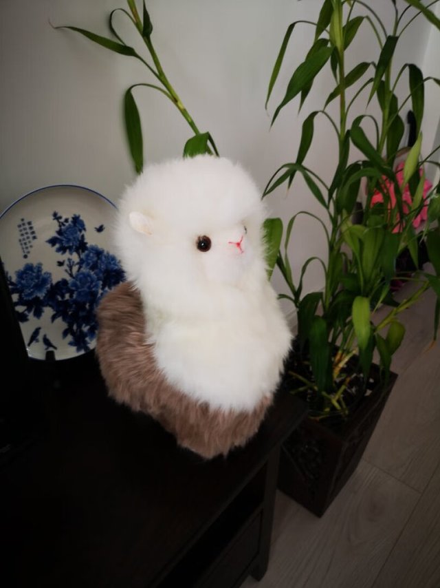 
软萌可爱的小羊驼，大家都挺喜欢的。

