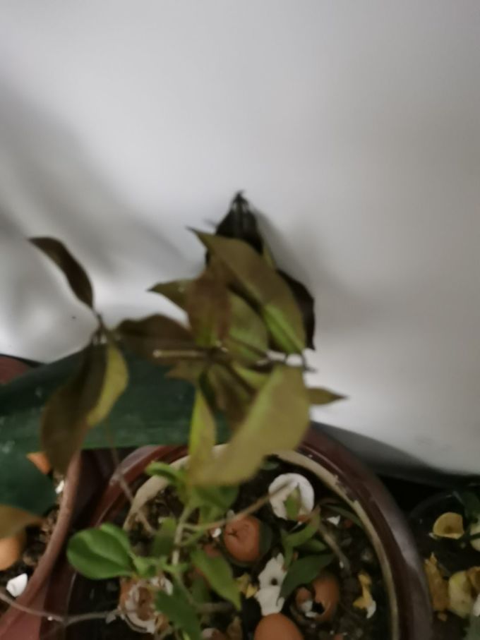 盆栽