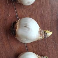 春天怎么能不重点花花点缀家里呢