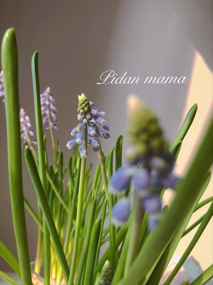 鲜花绿植