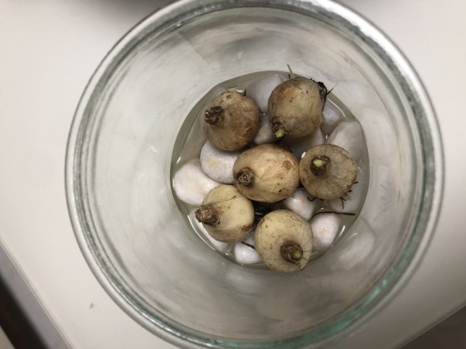 鲜花绿植