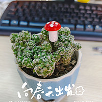 办公桌绿色植物仙人球