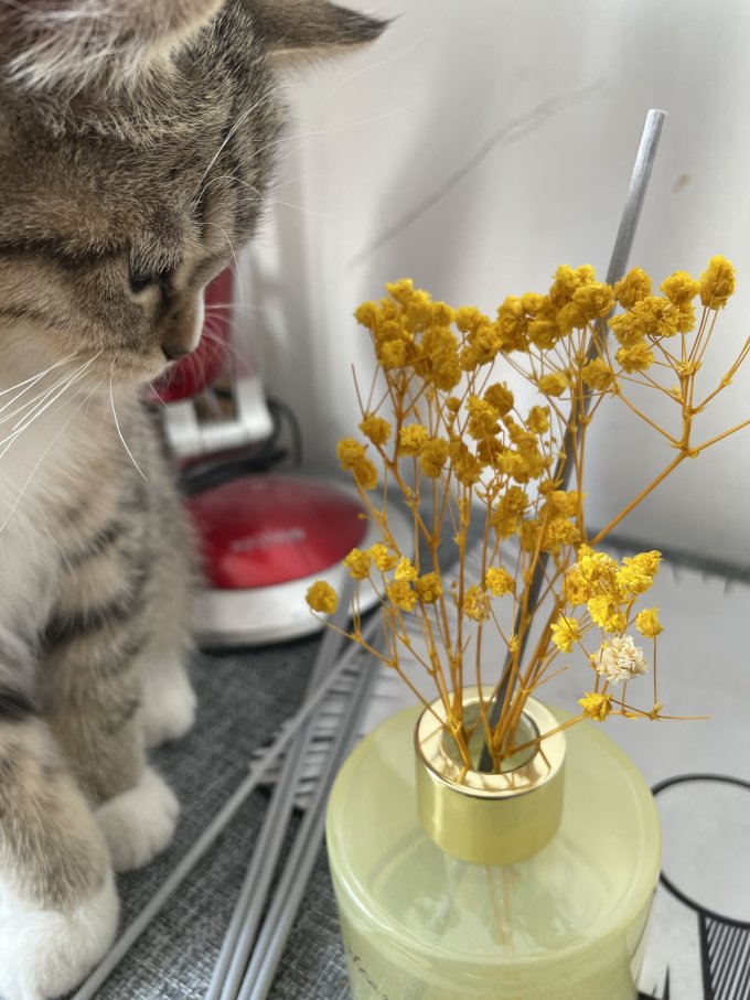 名创优品精油香薰