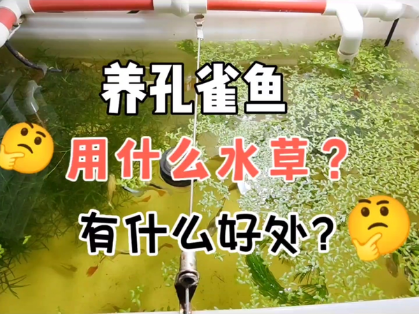 养孔雀鱼要不要养水草？养什么水草好？