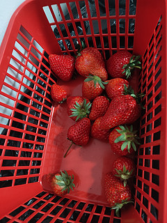 大草莓，甜甜的大草莓
