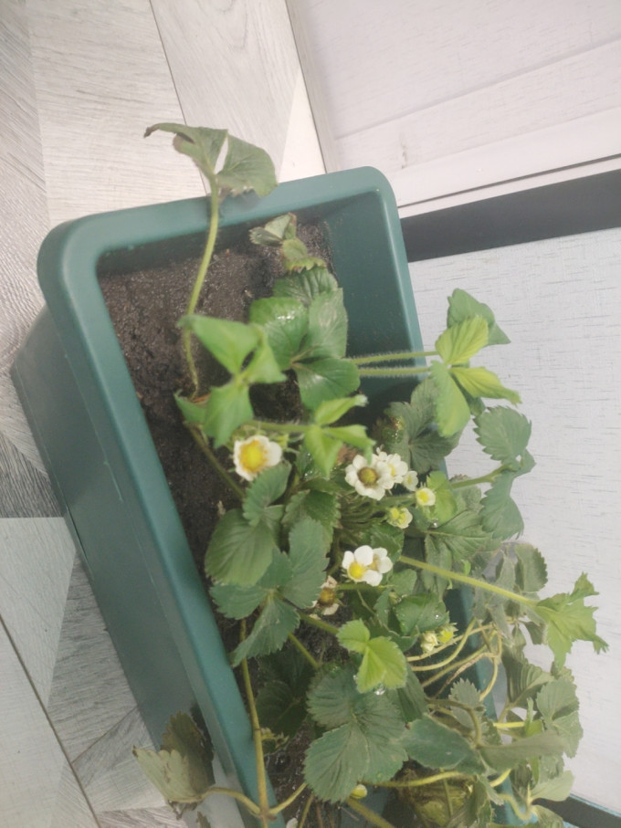 鲜花绿植