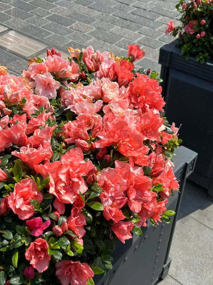 鲜花