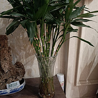 漂亮的植物用漂亮的花瓶