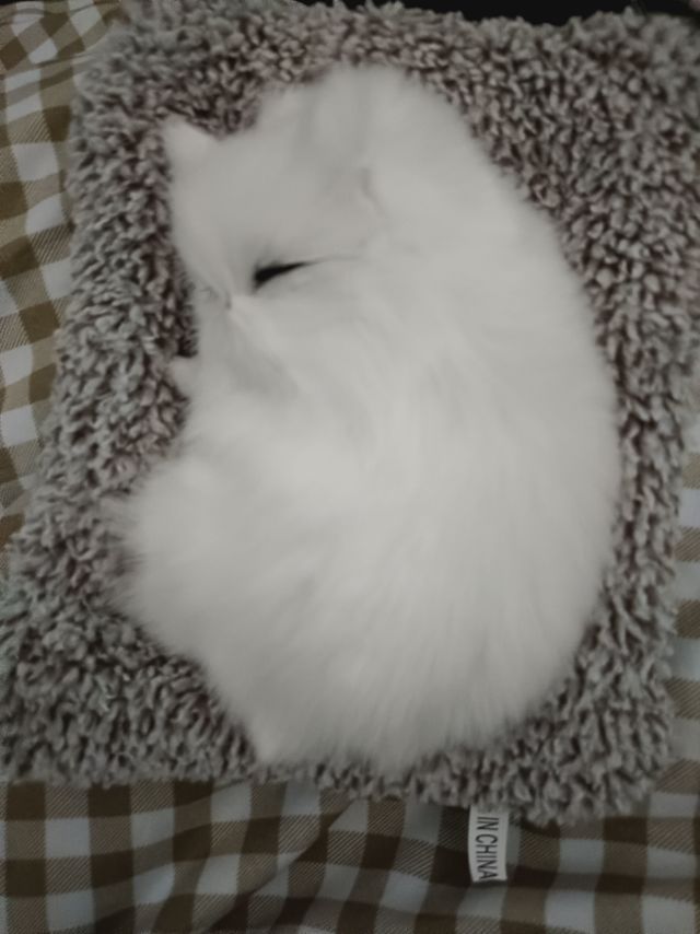 仿真猫咪小摆件饰品