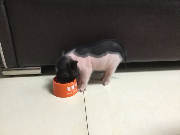 小香猪值不值得买
