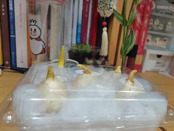 春天当然要种郁金香