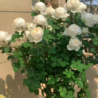 初春月季发芽展叶，这样做就行了