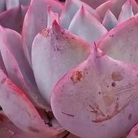 广西一花友，多肉装“水缸”，养成“巨无霸”，网友:太霸气