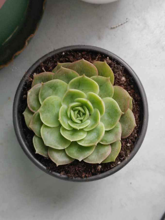 鲜花