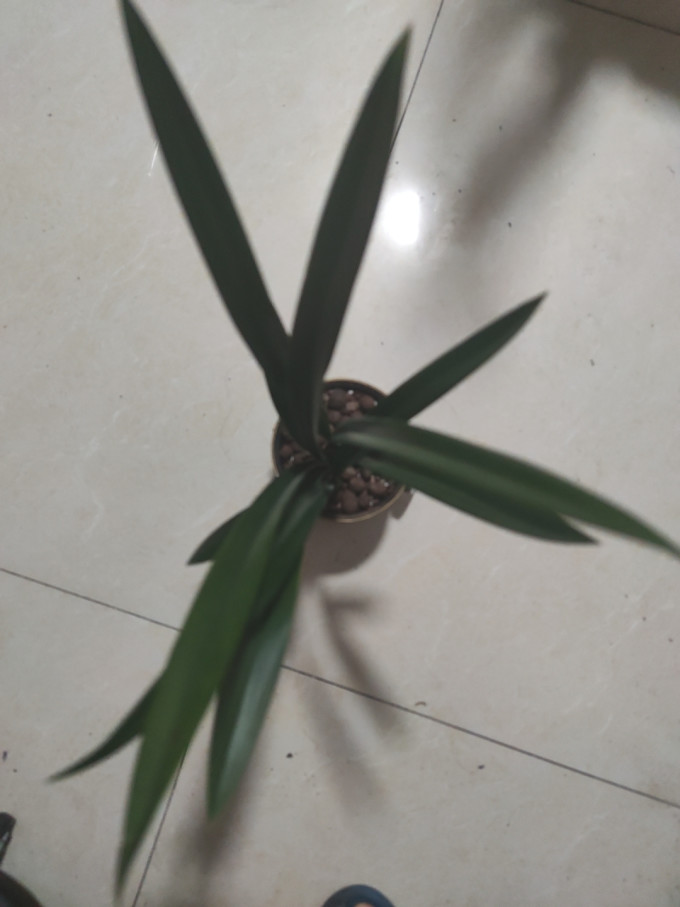 劉閣蘭花盆栽