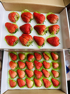 草莓🍓颜值挺高，口感也很绝🥳