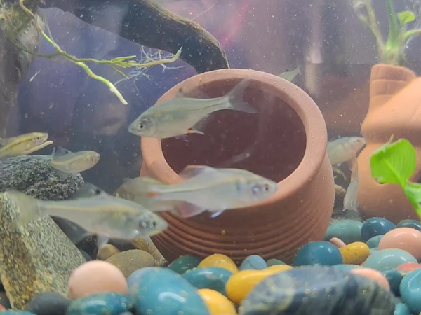 小鱼:丰年虾卵比鱼食好吃多了