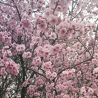 我的生活日记 篇十二：春天来了粉嫩如仙女的花花都盛开了，一起来欣赏各种花🌺盛开的景色吧，这个春风你赏花了嘛!